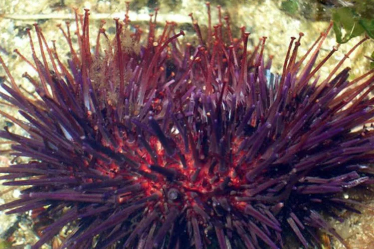 
	Ouri&ccedil;o do Mar: &eacute; uma solu&ccedil;&atilde;o efetiva e barata que poderia estar dispon&iacute;vel em n&iacute;vel mundial para algumas de nossas ind&uacute;strias mais poluentes, disse cientista
 (Janek Pfeifer/Wikimedia Commons)