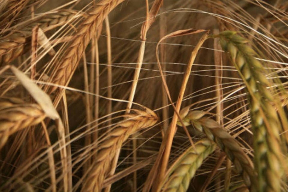 FAO eleva estimativa para produção mundial de cereais