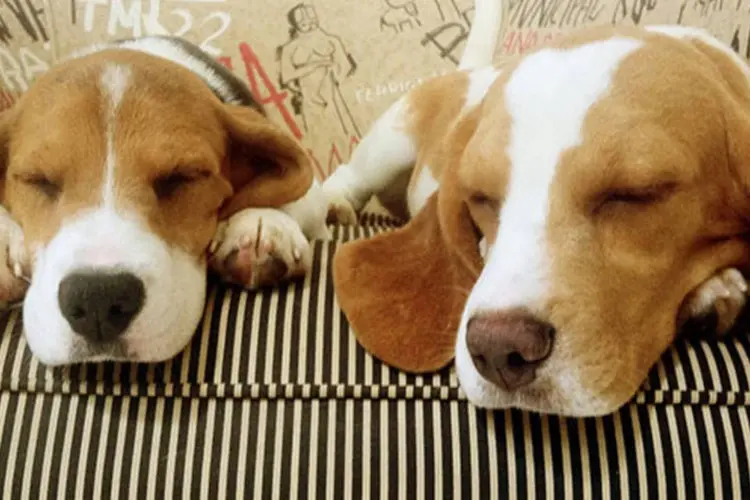 
	Beagles resgatados pelos ativistas descansam: p&aacute;ginas na internet ofereciam os animais resgatados para interessados em ado&ccedil;&atilde;o
 (Reprodução/Facebook)