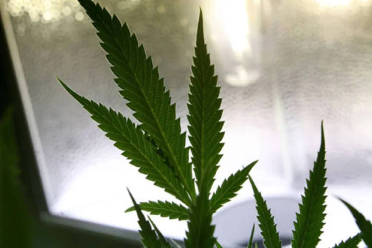 
	Maconha: legaliza&ccedil;&atilde;o de compra e venda e do cultivo de maconha est&aacute; prestes a ser aprovada no Uruguai
 (Justin Sullivan/Getty Images)