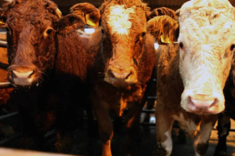 
	Gado: sondagem apontou uma inten&ccedil;&atilde;o de elevar o confinamento em 13% neste ano, o que representaria 836 mil animais
 (Mitchell/Getty Images)