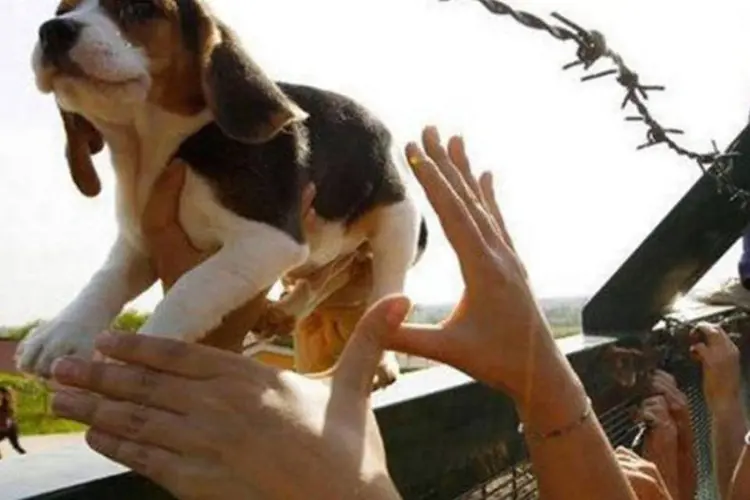 
	Beagle resgatado: durante a invas&atilde;o de ativistas, 178 cachorros da ra&ccedil;a beagle foram roubados do laborat&oacute;rio
 (Reprodução/Facebook)