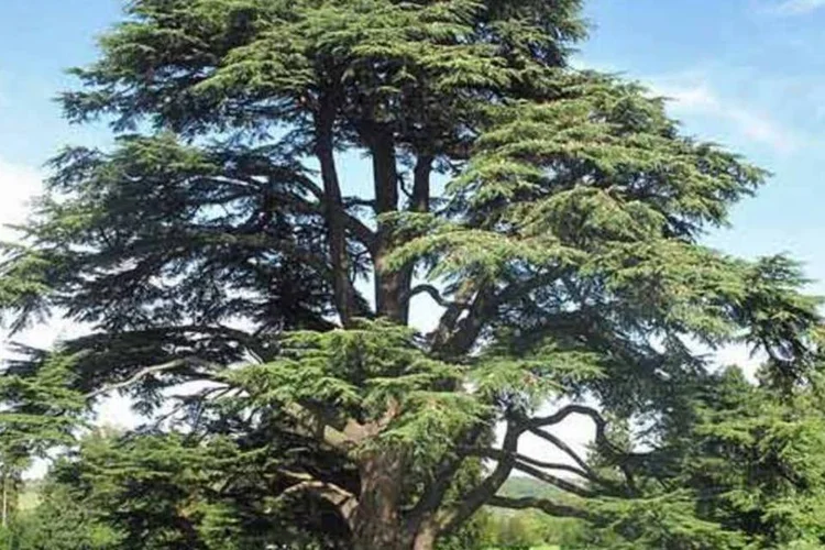 Cedrus atlantica: nativo da Cordilheira do Atlas da Argélia e Marrocos agora está “em perigo” por pressão da indústria madeireira e ação de pragas (Wikimedia Commons)