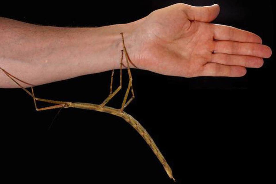 Natureza em alerta: como luz e ação humana afetam sobrevivência de espécies