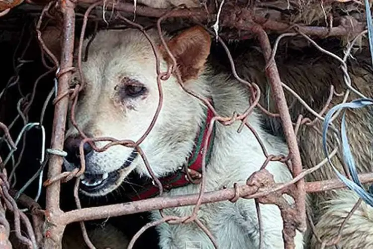 Cão em gaiola na China (Reprodução Youtube/ DuoDuo)