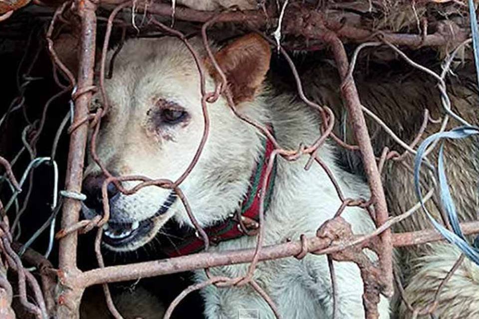 Festival de carne de cães e gatos na China revolta ativistas
