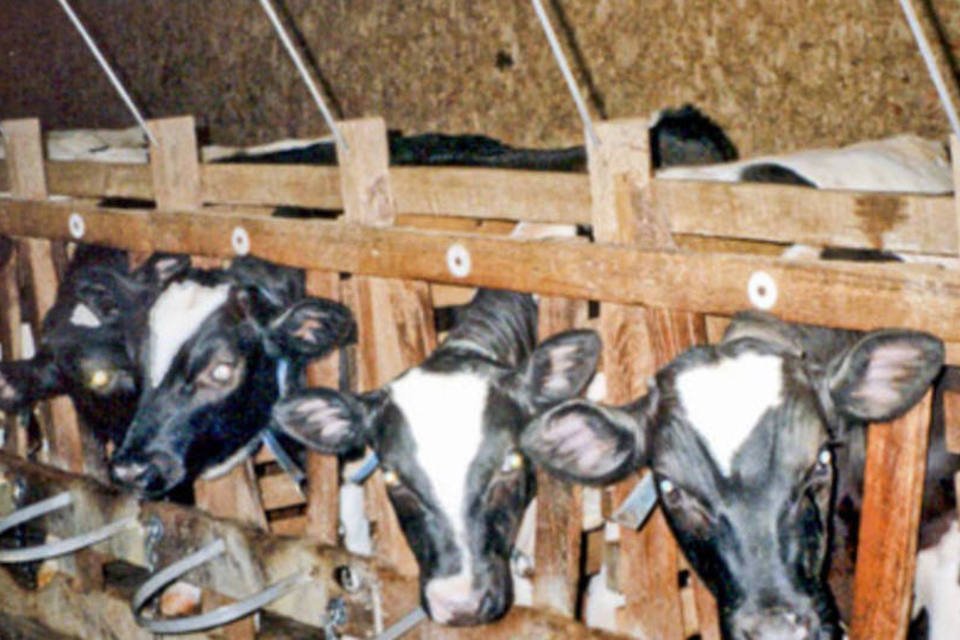 IBGE: abate de bovinos retoma patamar pré-crise