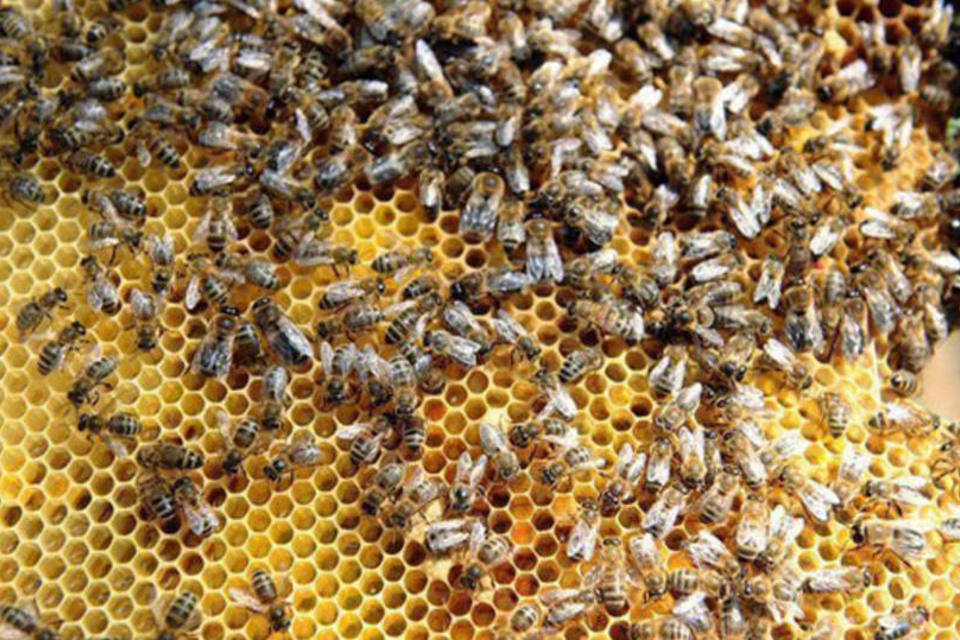 UE proibirá 3 pesticidas mortais para as abelhas por 2 anos