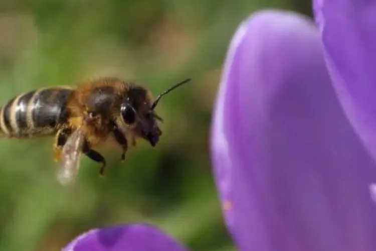 Sem as abelhas, polinização de flores diminui e a planta possa a produzir menos frutos. (.)