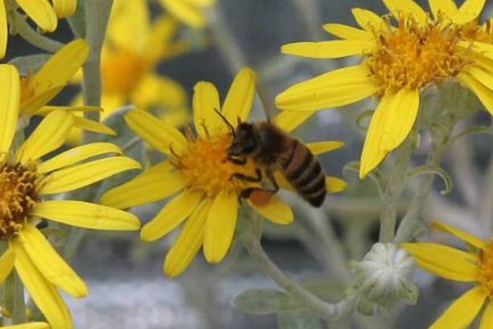 Pesticidas que matam abelhas também afetam aves
