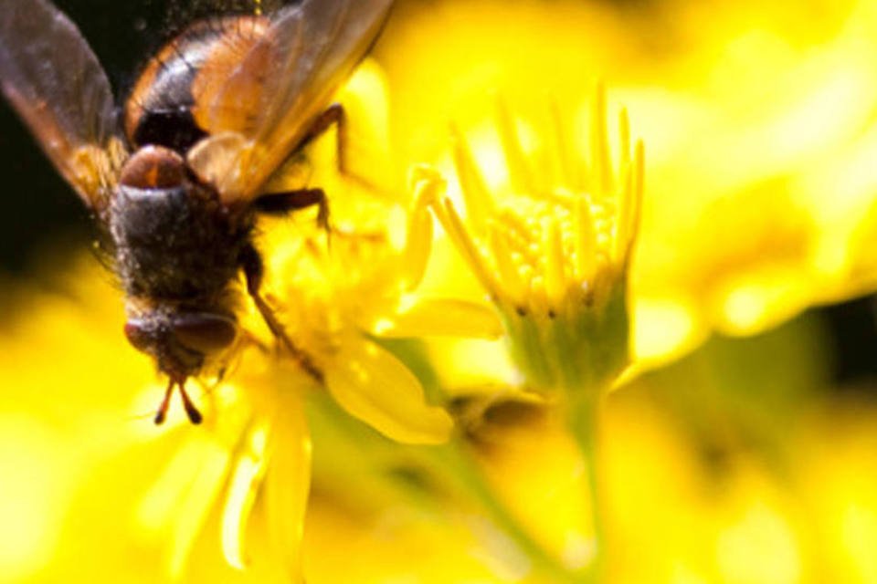Projeto pioneiro vai monitorar sumiço de abelhas