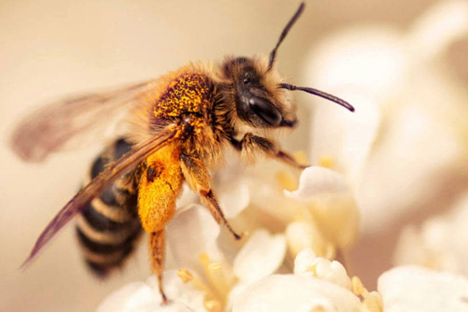 Como fumantes, abelhas se viciam em 'pesticida de nicotina'