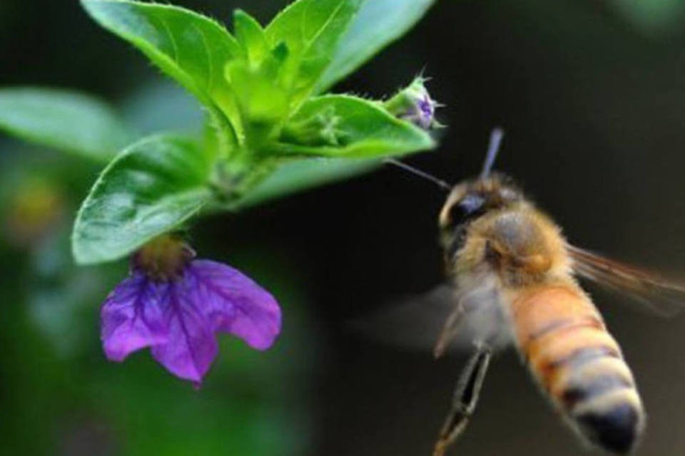 Descoberto um parasita da mosca que transforma as abelhas em zumbis