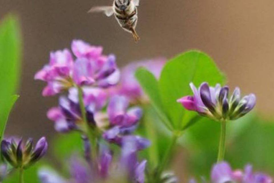 Dança das abelhas imita conexões neurais, revela estudo