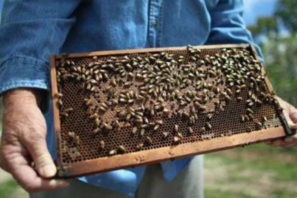 
	Homem recolhe mel em fazendo ap&iacute;cola no estado da Fl&oacute;rida, EUA, 10 de abril de 2013
 (©afp.com / joe raedle)