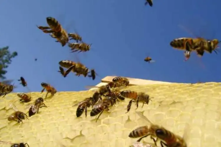 
	Sem rumo: tr&ecirc;s quartos das culturas alimentares dependem das abelhas e outros polinizadores
 (Stock Xchng)
