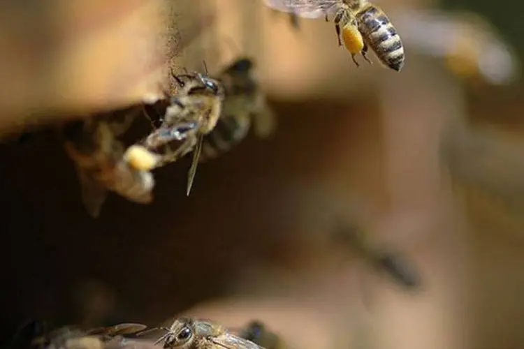 
	Abelhas: estudo analisa o voo de certas abelhas e besouros para descobrir como conseguem se manter suspensas no ar enquanto colhem o p&oacute;len, inclusive com fortes ventos
 (wikimedia commons)
