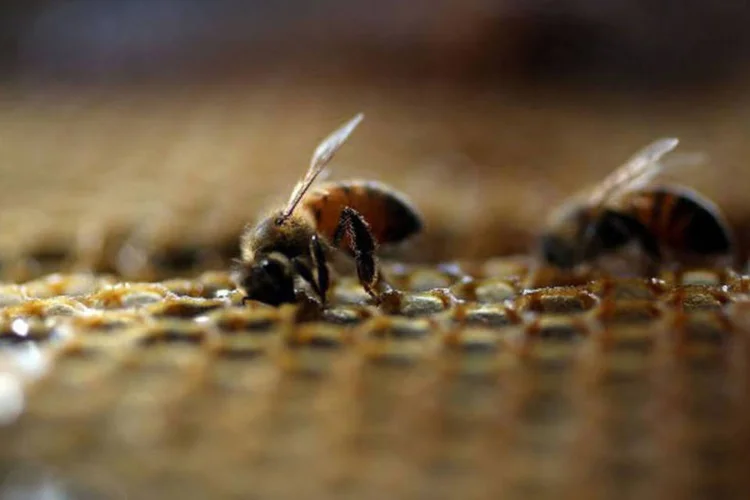 
	Polinizadores: &quot;H&aacute; uma s&eacute;rie de raz&otilde;es que explicam o declive, como a mudan&ccedil;a do uso do solo, o uso de pesticidas e a mudan&ccedil;a clim&aacute;tica&quot;
 (Joe Raedle / AFP)