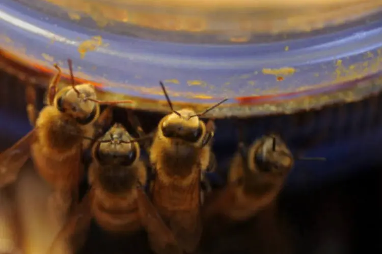 
	Abelhas: laudos apontaram a presen&ccedil;a de glifosato, componente dos principais herbicidas comerciais, no organismo das abelhas
 (Getty Images)