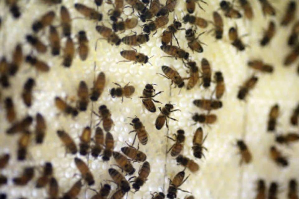Viena se transforma em refúgio para sobrevivência de abelhas