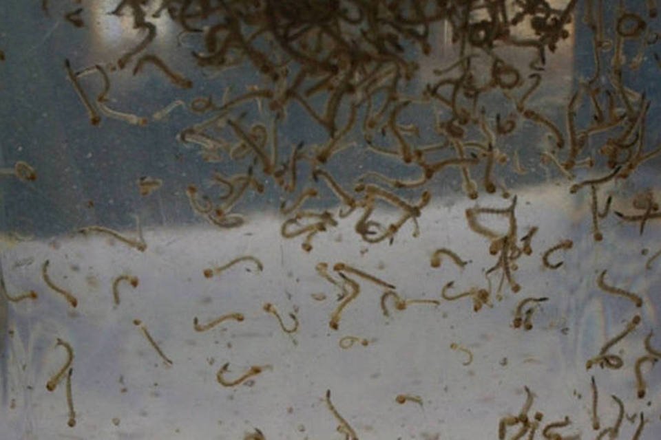 Vermes e bactérias batem papo dentro do seu intestino