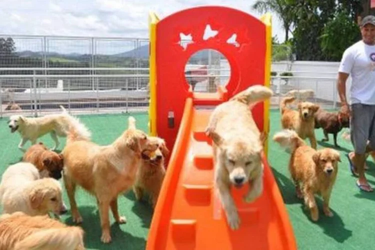 Negócios diferenciados (Divulgação/Vila dos Cães)