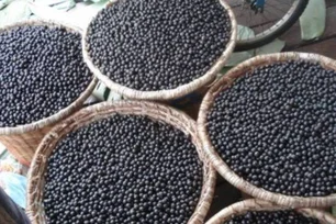 Imagem referente à matéria: Solar Coca-Cola transforma resíduo do açaí em fonte de energia renovável no Pará