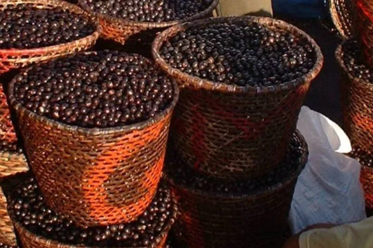 
	A&ccedil;a&iacute;: coquilhos de&nbsp;a&ccedil;a&iacute;&nbsp;atingiram o segundo maior valor de produ&ccedil;&atilde;o entre os produtos do extrativismo vegetal&nbsp;em 2012
 (Creative Commons)