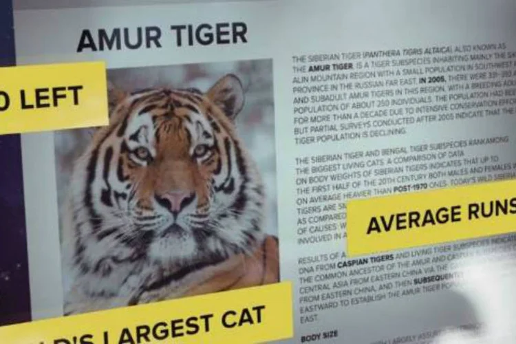Ação da WWF: plataforma permite que usuários apostem corridas com Tigres-siberianos (Reprodução)