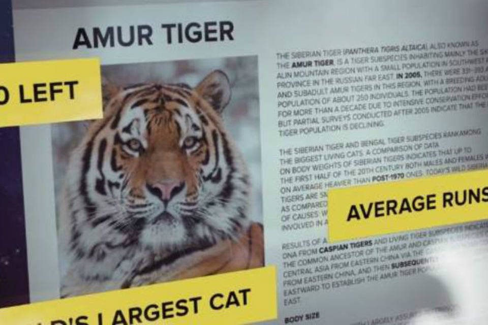 Ação da WWF permite que usuário aposte corrida contra tigre