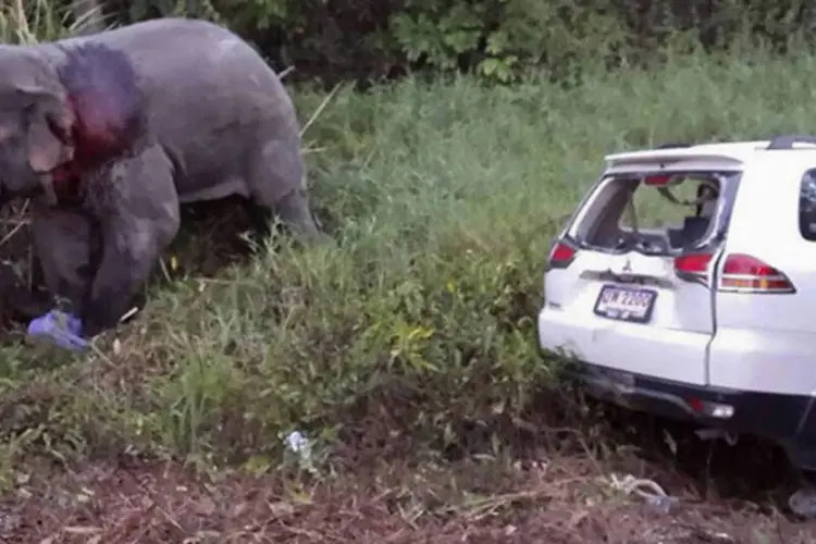 Acidente com carro e elefante na Tailândia: "o elefante desceu da montanha onde está seco, então ele estava provavelmente procurando comida", disse policial (Reuters)
