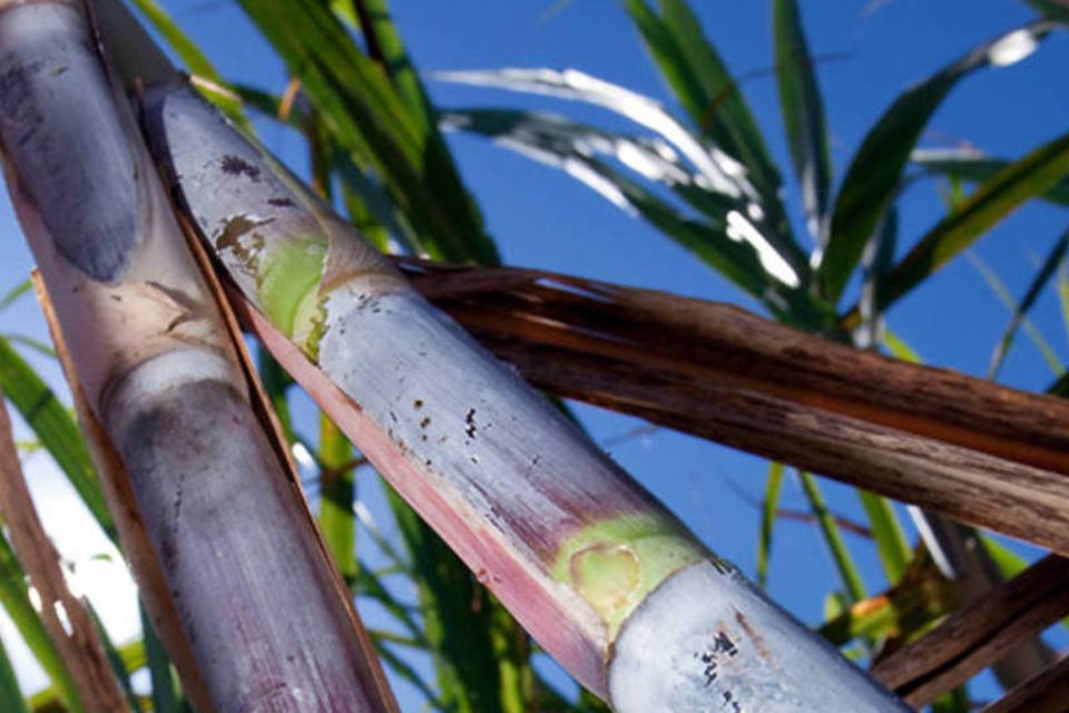 Datagro reduz estimativa para etanol no CS por chuvas