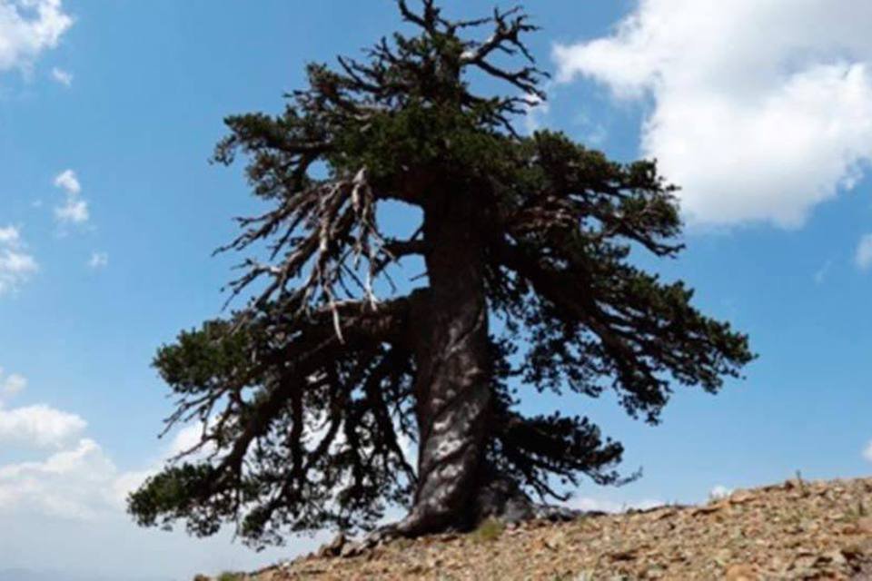 Esta é a respeitável "Adonis", a árvore mais velha da Europa