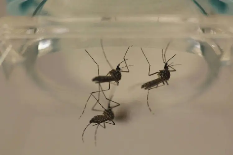 
	Aedes aegypti mosquito transmissor da dengue e zika virus: falta esclarecer tamb&eacute;m que a amamenta&ccedil;&atilde;o e vacinas n&atilde;o transmitem o v&iacute;rus da zika
 (Alvin Baez / Reuters)