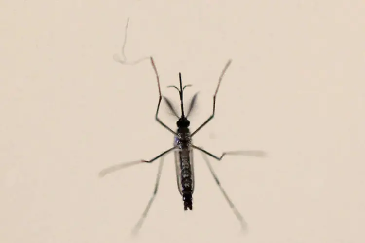 
	Aedes aegypti: n&atilde;o foi encontrado nenhum vest&iacute;gio do v&iacute;rus na urina nem no sangue do paciente
 (Alvin Baez / Reuters)