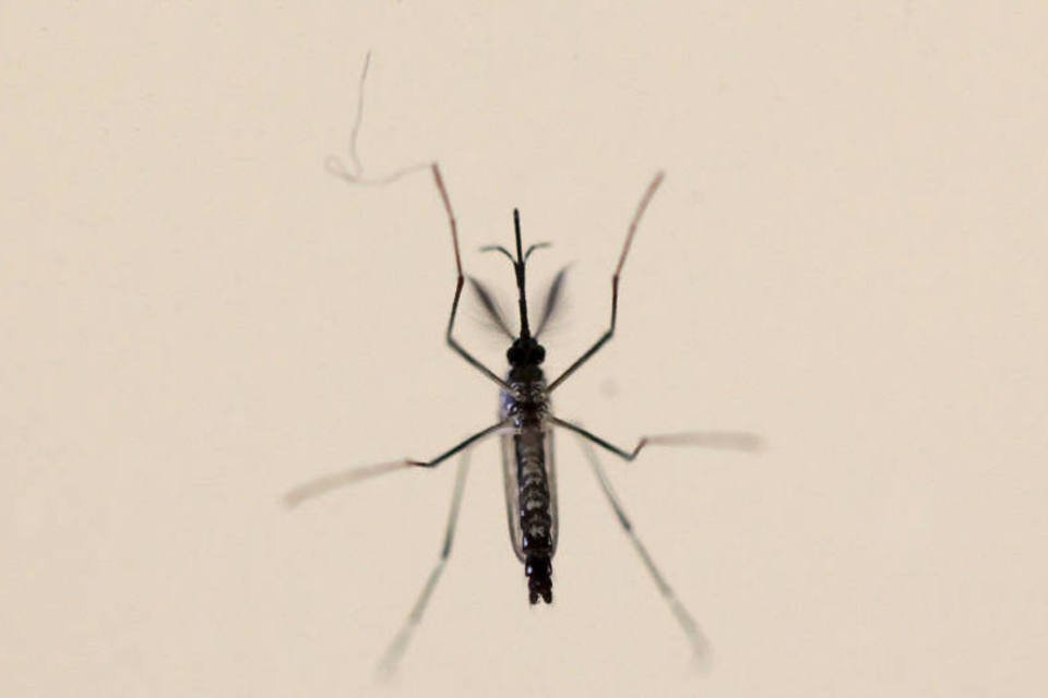 Flórida encontra mosquitos com zika pela 1ª vez nos EUA