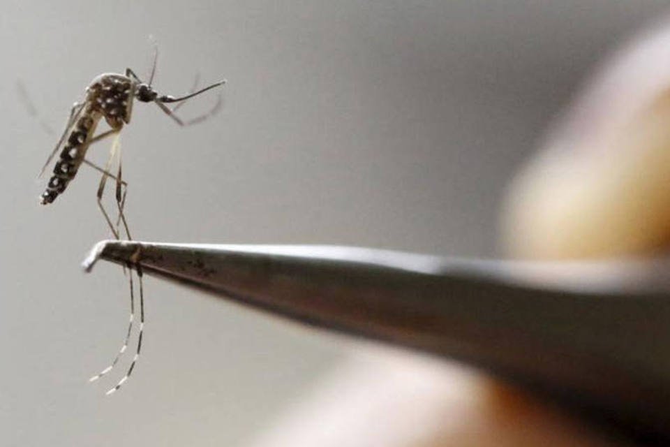 OMS diz que zika está claramente em regressão no Brasil 