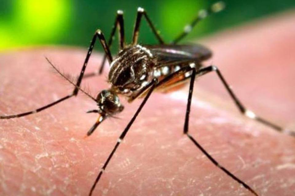 Casos de dengue caem 24%; mortes têm redução de 25%