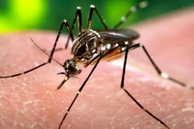 Mosquito Aedes Aegypti, transmissor da dengue: a doença pode ser transmitida de um ser humano a outro por um mosquito que tenha picado uma pessoa contaminada (James Gathany/Wikimedia Commons)