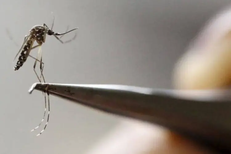
	Aedes aegypti: mosquito transmite doen&ccedil;as como dengue e zika
 (Jaime Saldarriaga / Reuters)