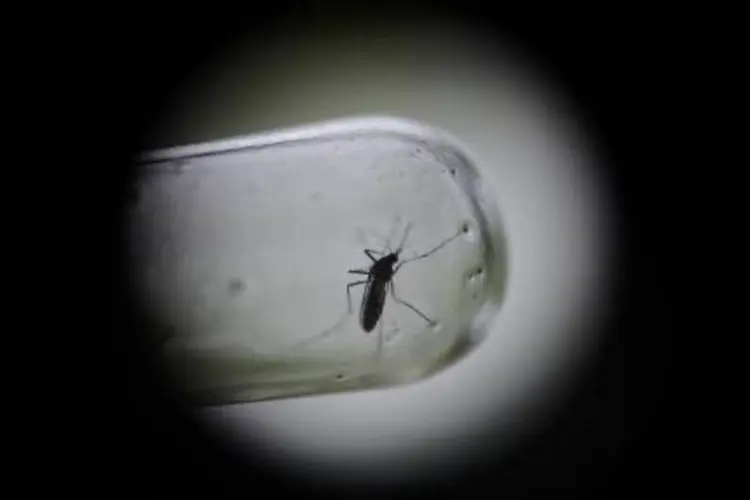 
	Detalhe de uma pipeta com &quot;Aedes aegypti&quot;: segundo o &oacute;rg&atilde;o, houve &quot;um prov&aacute;vel cont&aacute;gio atrav&eacute;s do contato sexual com o homem que esteve na Col&ocirc;mbia&quot;
 (Johan Ordonez/AFP)