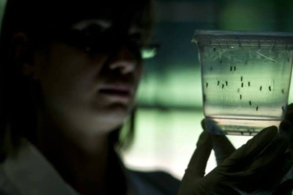 Cientistas vão compartilhar informações sobre zika de graça
