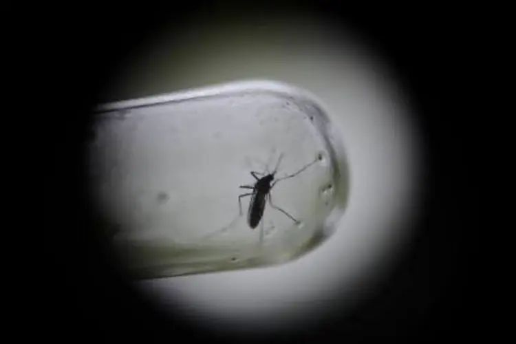 
	Detalhe de uma pipeta com &quot;Aedes aegypti&quot;: o ministro da Sa&uacute;de brasileiro e a secret&aacute;ria de Sa&uacute;de americana, Sylvia Burbell, tamb&eacute;m est&atilde;o em contato
 (Johan Ordonez/AFP)