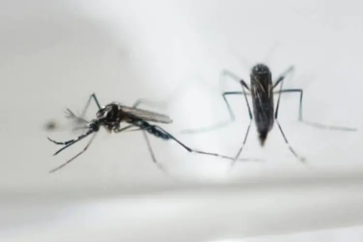 
	Mosquitos Aedes aegypti: foram registrados no total 4.783 casos suspeitos de microcefalia no pa&iacute;s desde outubro
 (Marvin Recinos/AFP)