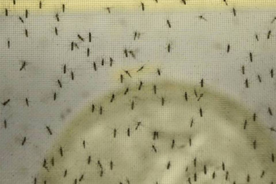 Colômbia prevê mais de 1.500 casos de síndrome devido zika