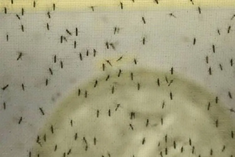 Mosquitos Aedes aegypti são vistos em um laboratório (RAUL ARBOLEDA/AFP)