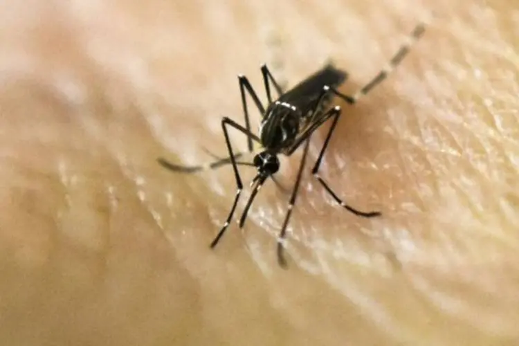 
	Aedes aegypti, mosquito transmissor do zika v&iacute;rus: aborto em caso de constata&ccedil;&atilde;o de que o beb&ecirc; tem microcefalia foi apoiado por 32% dos entrevistados
 (Luis Robayo/AFP)