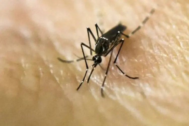
	Aedes aegypti: mosquito transmissor do zika v&iacute;rus
 (Luis Robayo/AFP)
