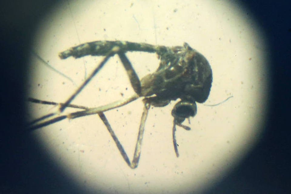 Combate ao Aedes aegypti em Miami está difícil