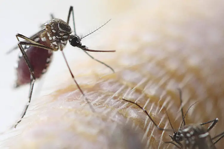 
	Mosquito Aedes aegypti: a Inovio informou nesta quarta-feira que est&aacute; desenvolvendo a vacina com a GeneOne Life Sciences e parceiros acad&ecirc;micos
 (Thinkstock/Damrongpan Thongwat)